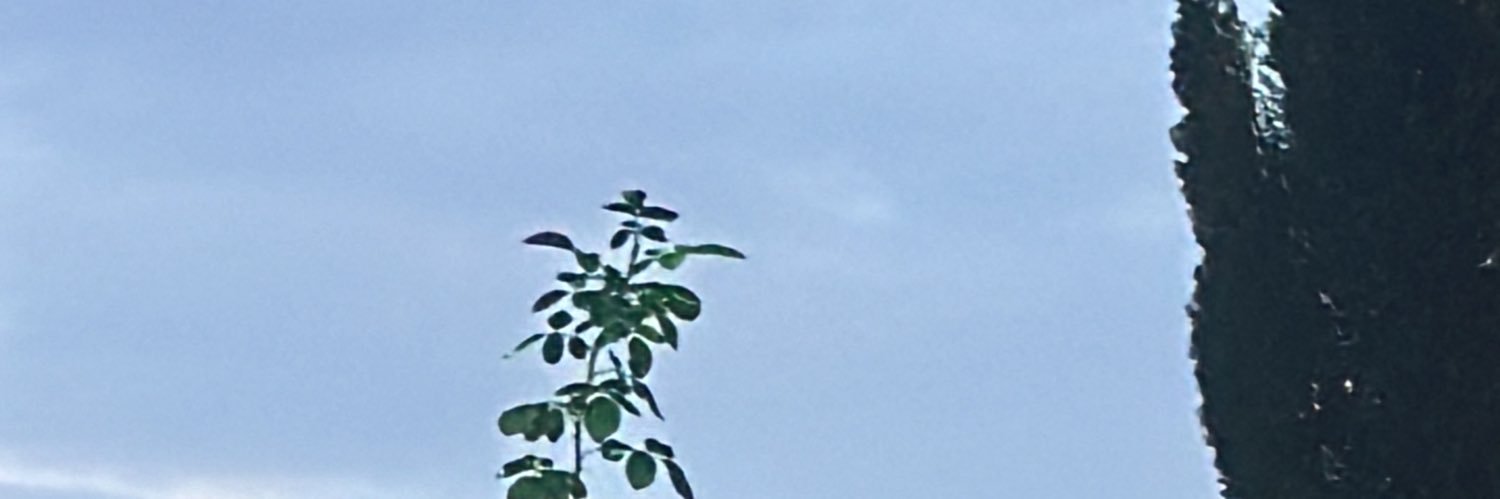 TruthfulHuman's profile banner image