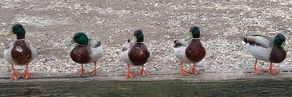 Humananimalx Profile Banner