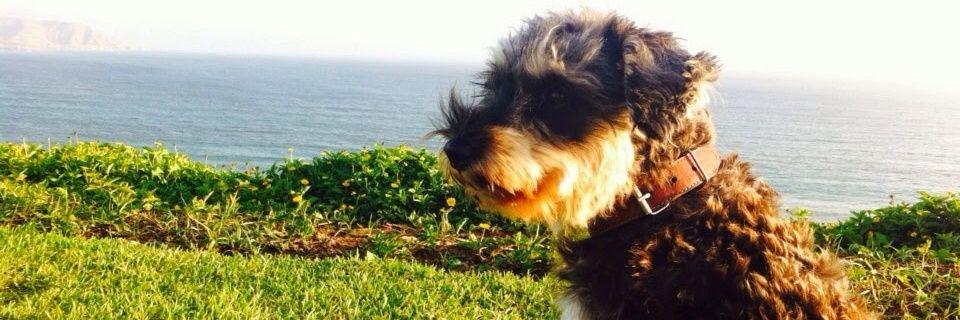 dogeib's profile banner image