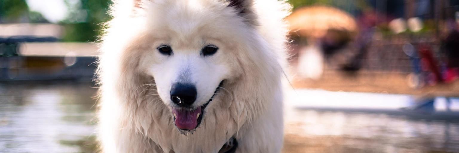 scott schoeneberger banner