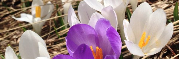 chosson76000 Profile Banner