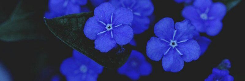☞Sapph☜ banner