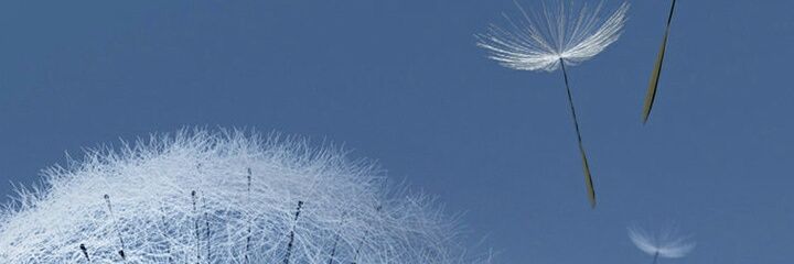 Marina Tranfić Bakić banner