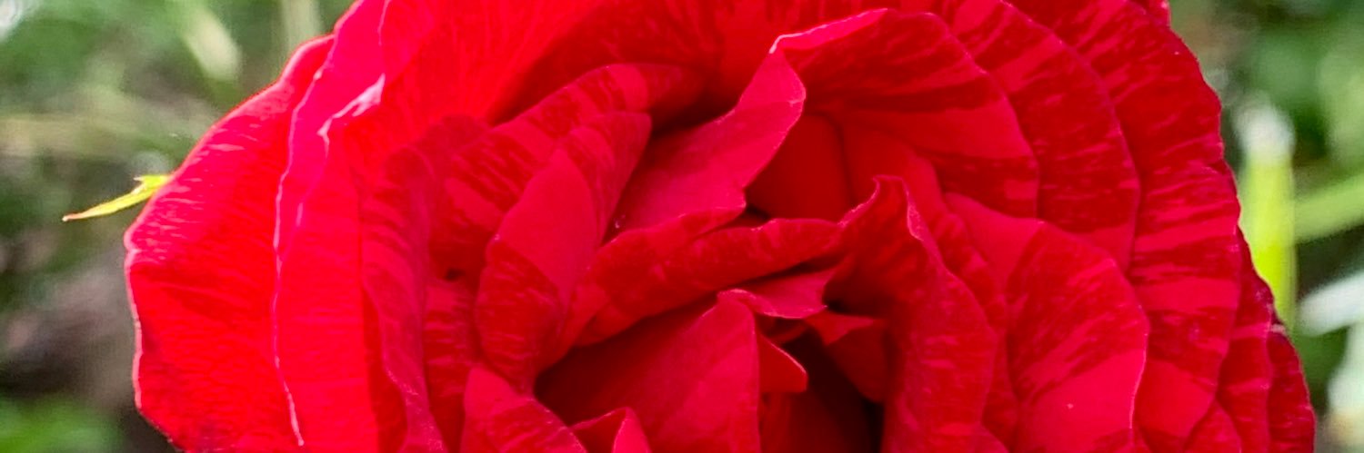 maridecortes's profile banner image