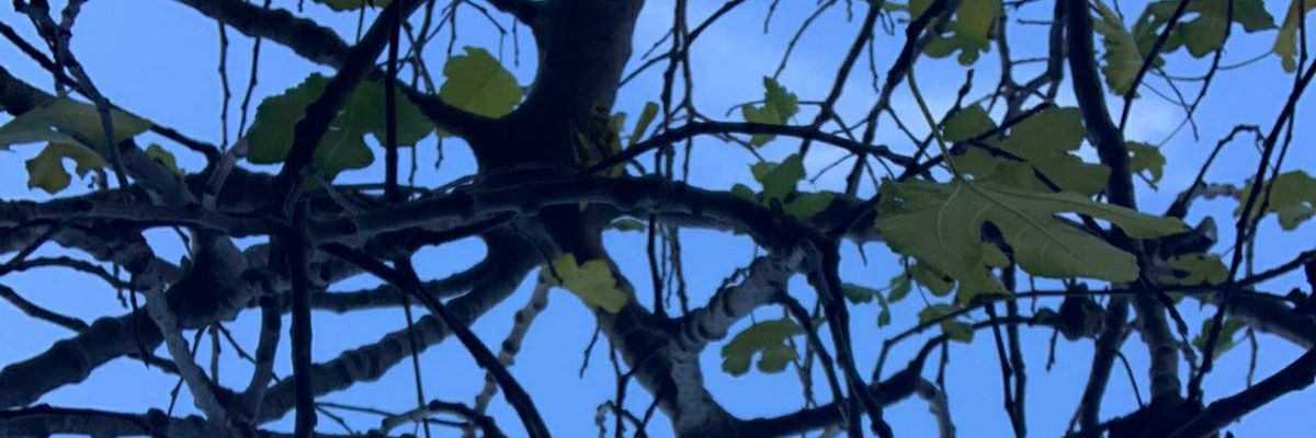 salvy81's profile banner image