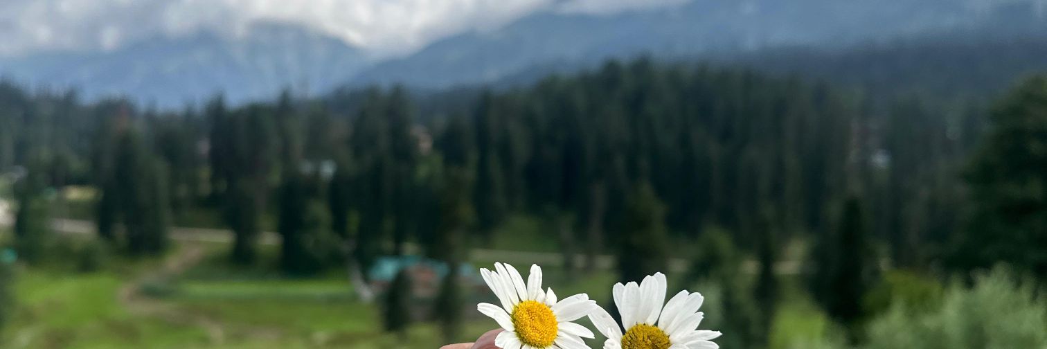 A🌻's banner