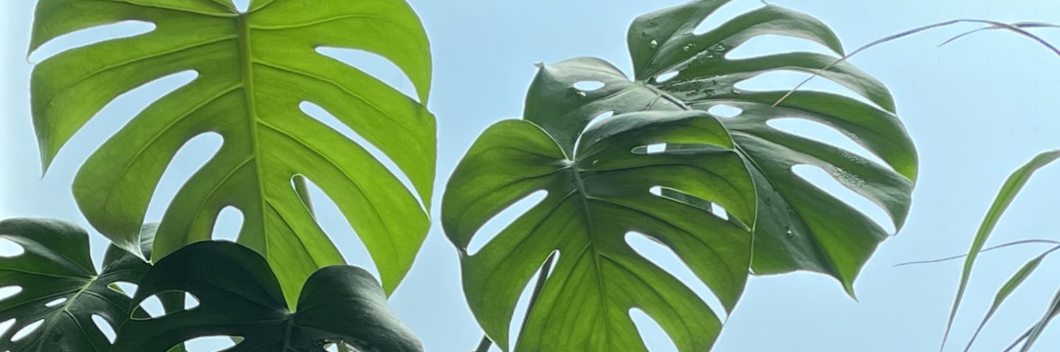shuhej's profile banner image