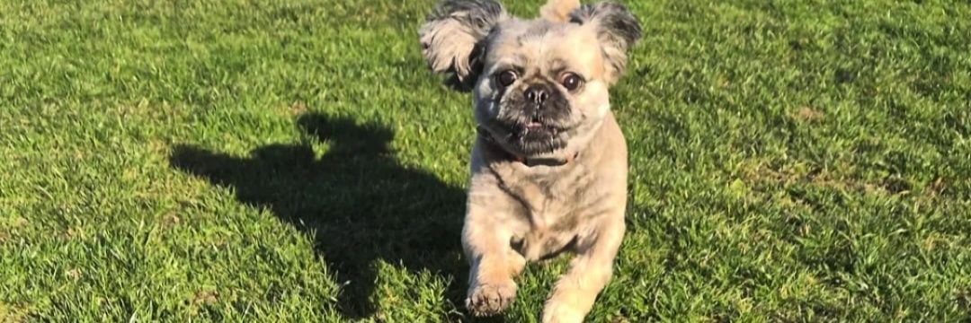 🏳️‍🌈🏳️‍⚧️🇪🇺 banner