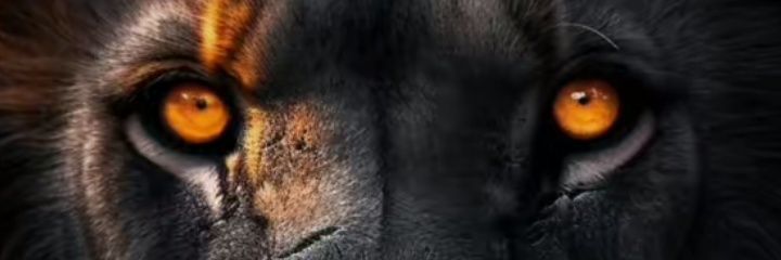 MasterParrot's profile banner image