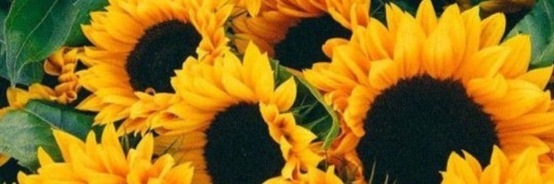 InesPerezV's profile banner image