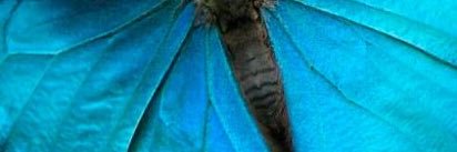 mariachapola's profile banner image