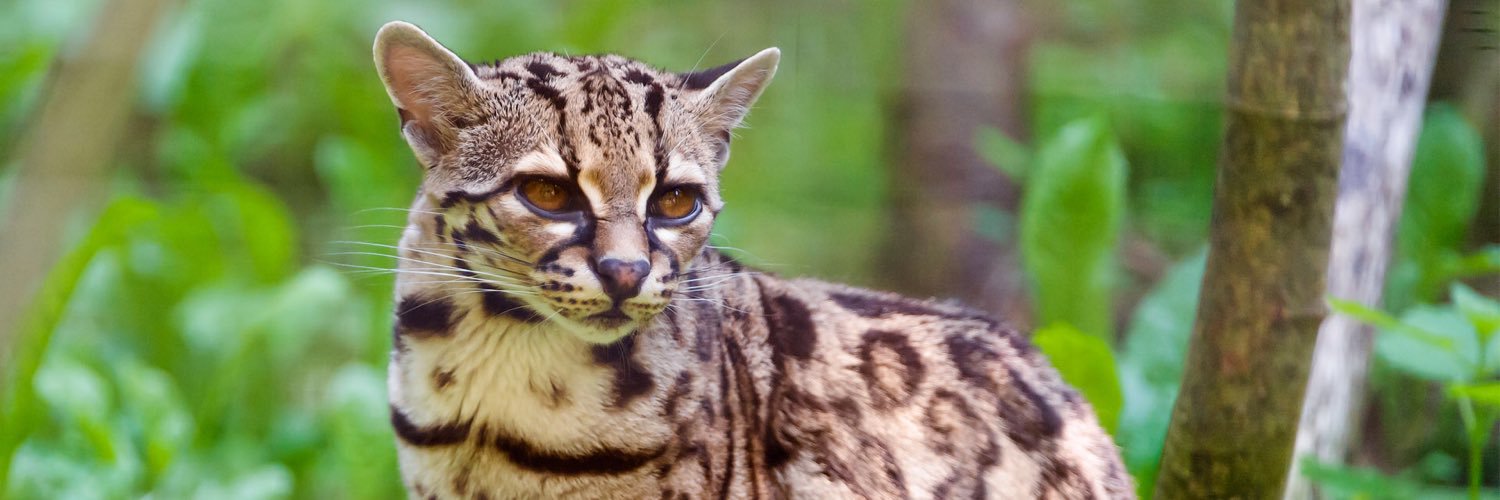 Small Wild Cat Conservation Foundation on Twitter: "The #BayCat is