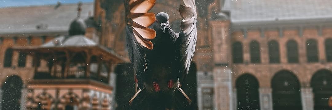 alaahusameddin's profile banner image