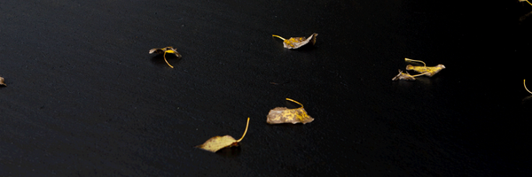 tori Profile Banner