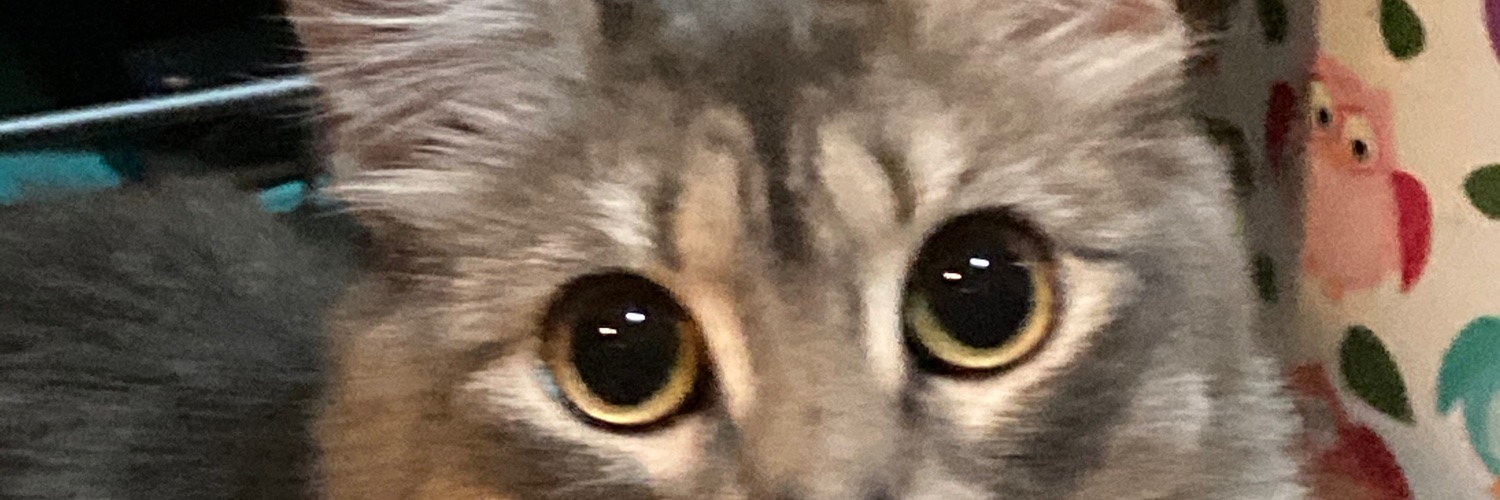 libelulacalva's profile banner image