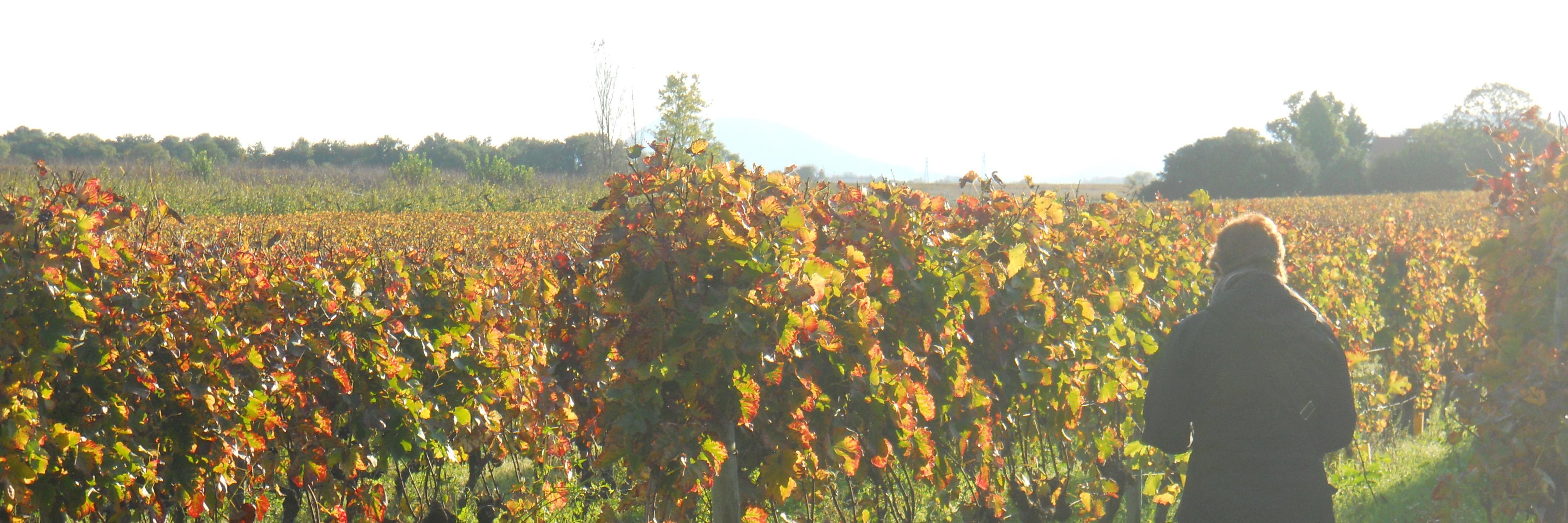 CountyPourer's profile banner image