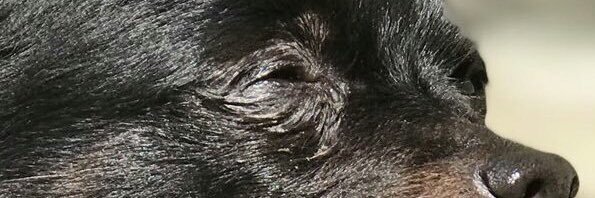 CanineJake's profile banner image