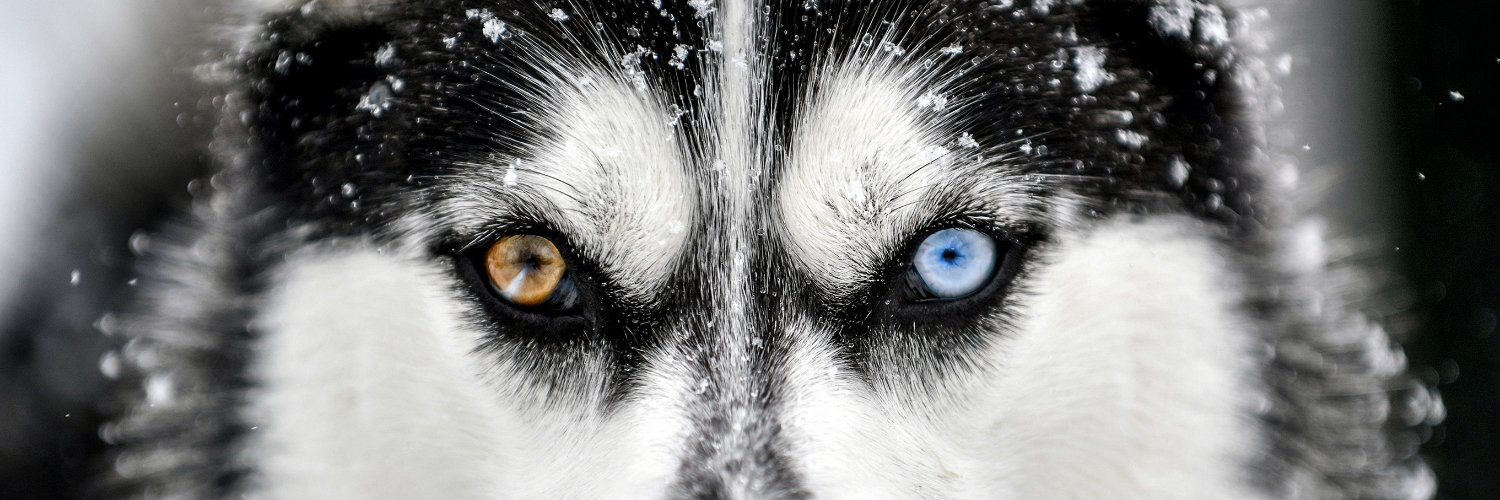 Adam Monacelli banner