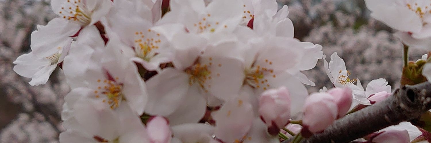 spicyviola's profile banner image