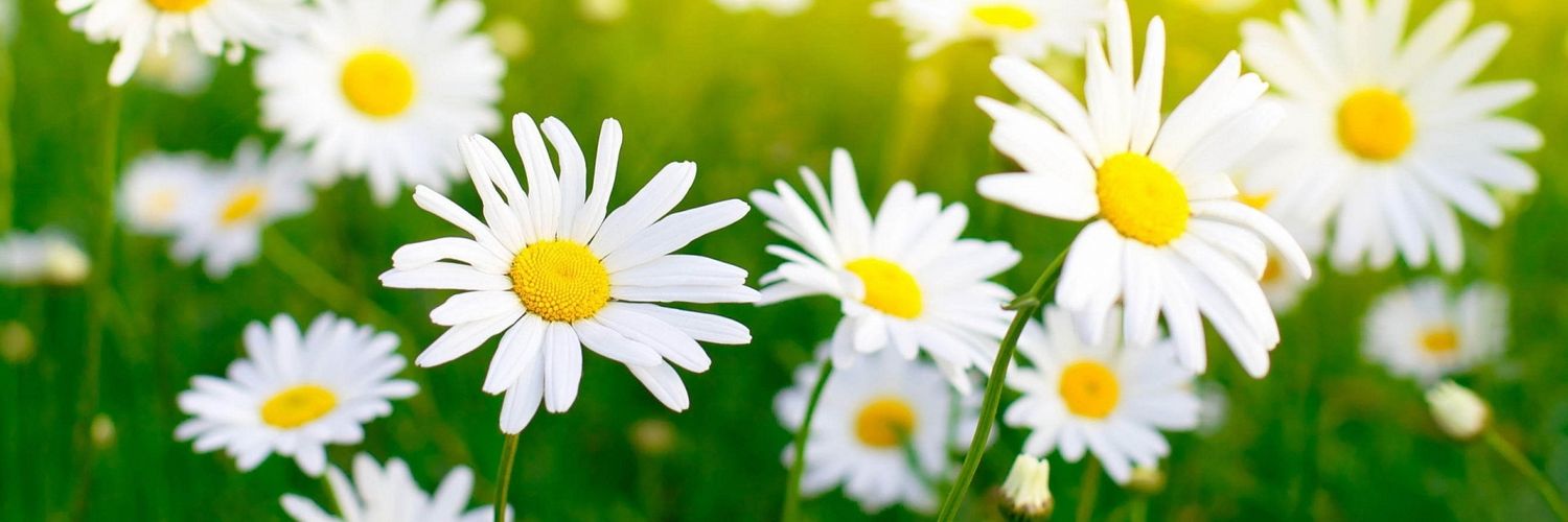 abbychaplinn's profile banner image