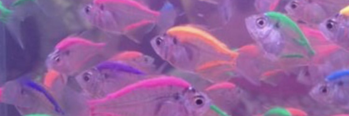 FortAgnes's profile banner image