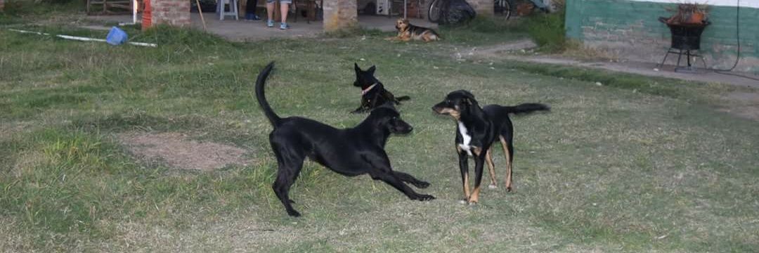 refugioenalerta banner