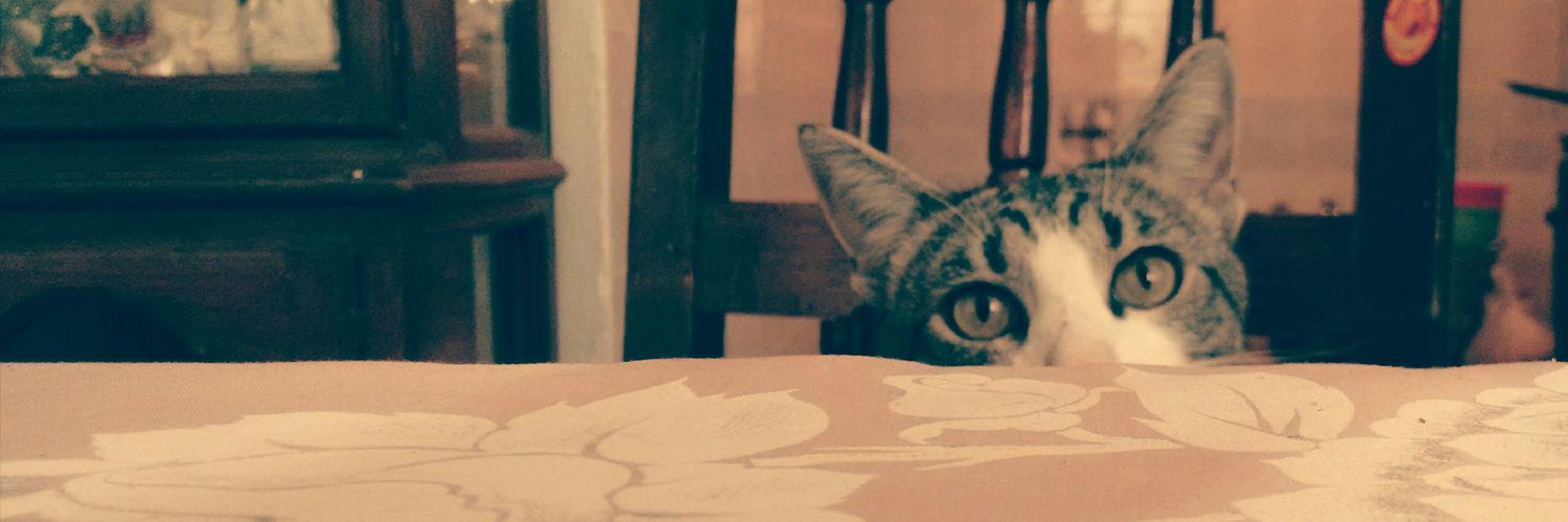 AnaCat_BM's profile banner image