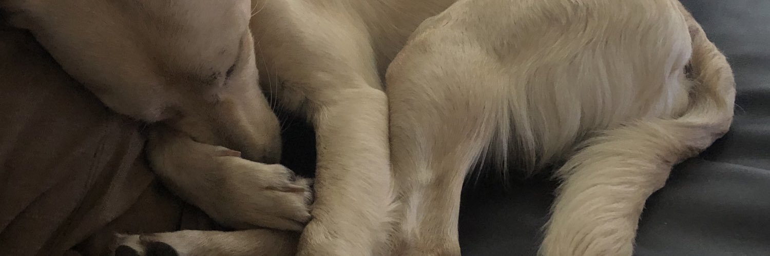 𝔭𝔞𝔲𝔲🇮🇨 banner