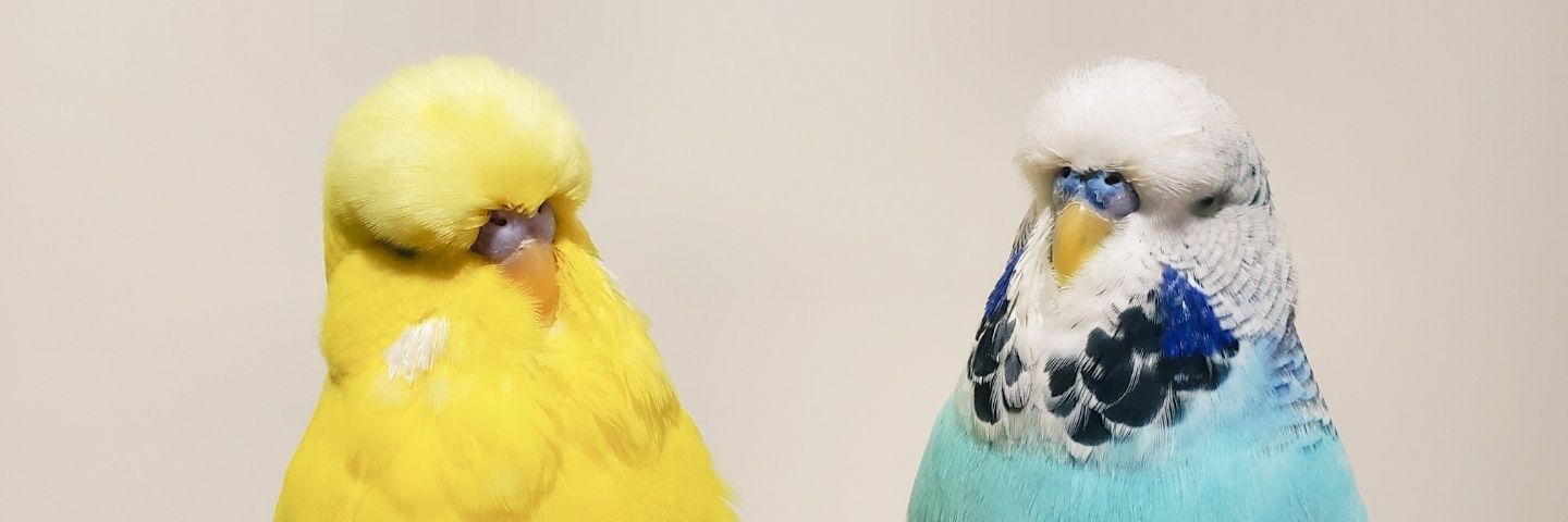 ぺーちゃん banner