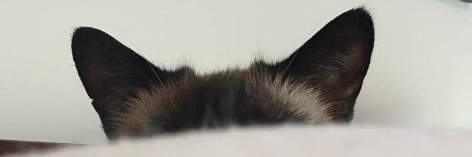 CallyEdwards's profile banner image