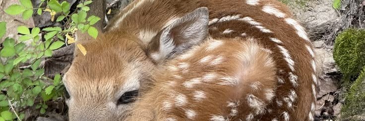 erikofdenmark's profile banner image
