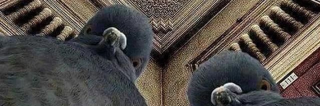 HauseFig's profile banner image