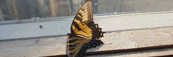 kptingle Profile Banner