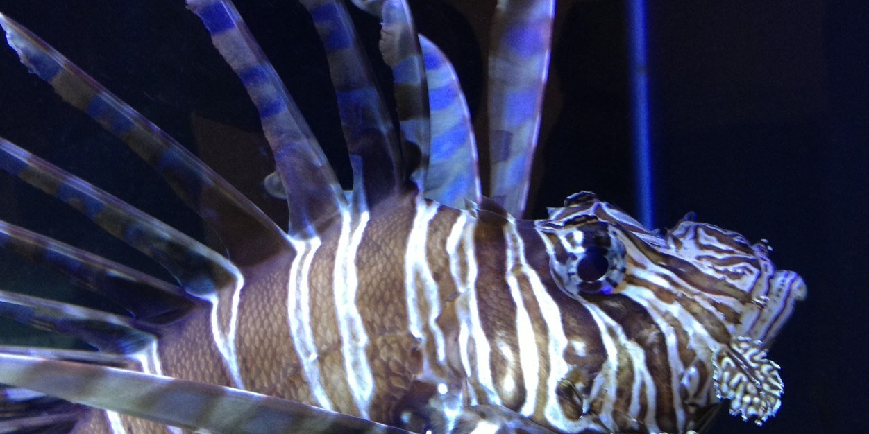 Kendra Hinson banner