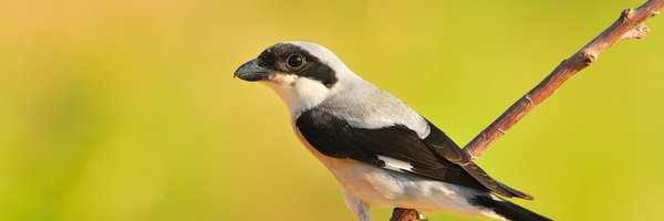 trenca_org Profile Banner