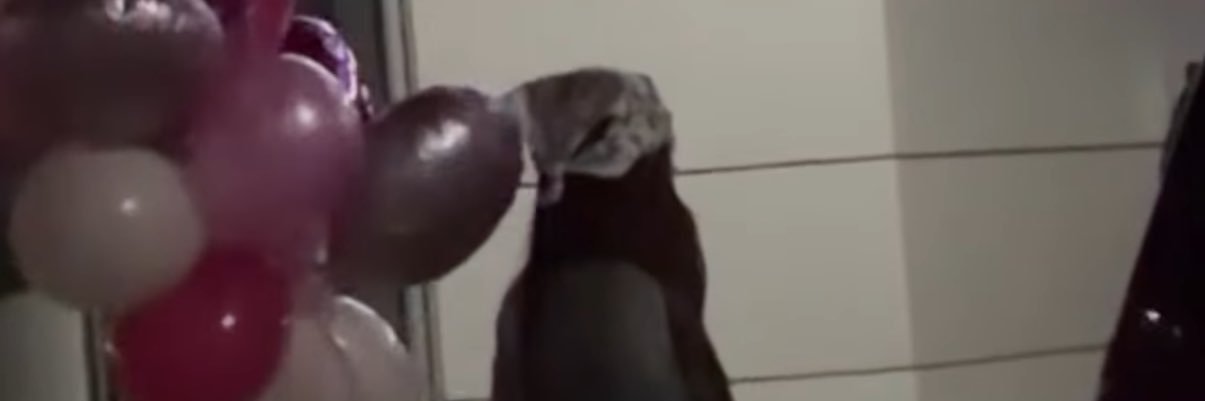 melamaria_'s profile banner image