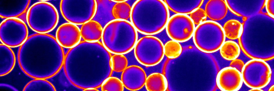 Mengtong (Tom) Duan banner