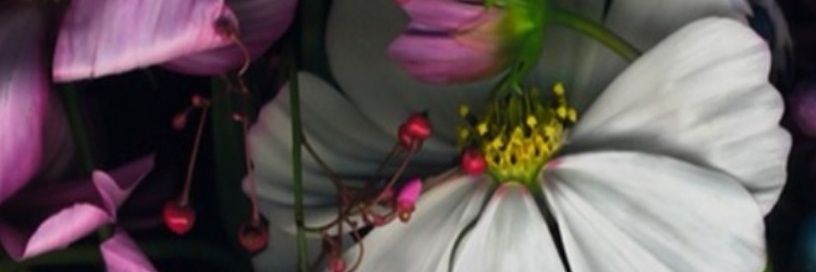fnanh22's profile banner image