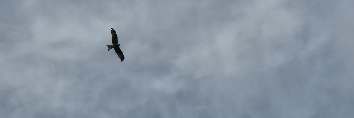 Erin Stevens same handle elsewhere banner