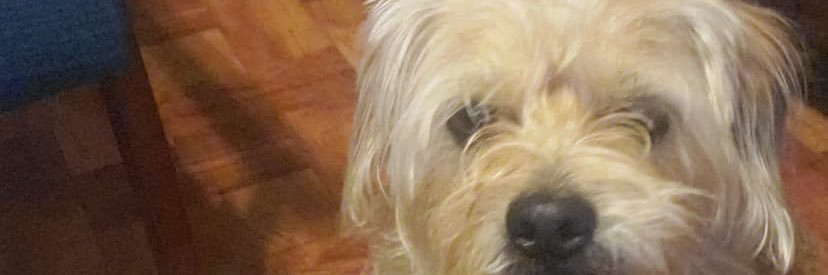 dongerdeeznuts's profile banner image