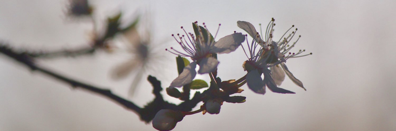 Sara_Nic's profile banner image