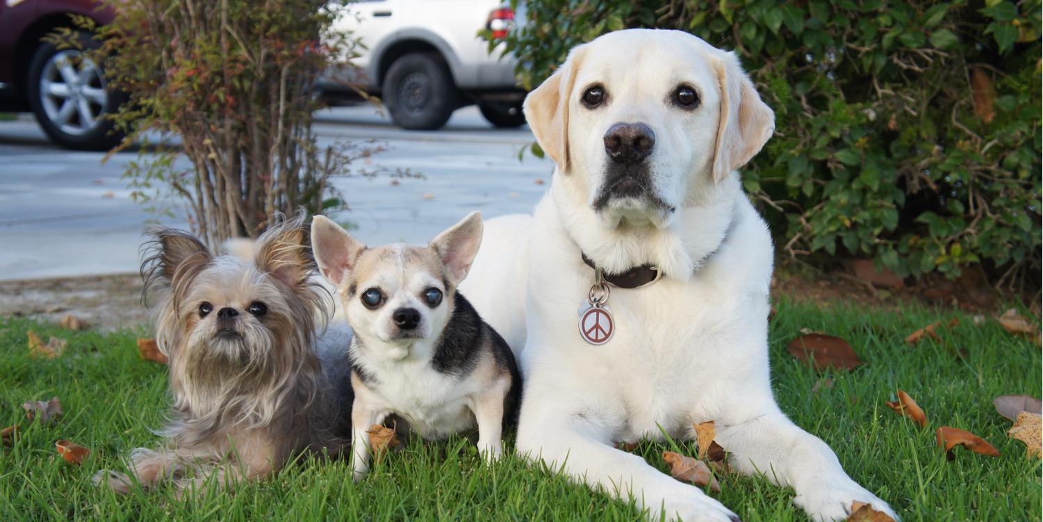rossmoorpets's profile banner image