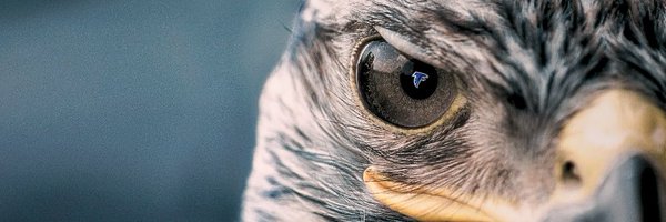 Freeman_Falcons Profile Banner