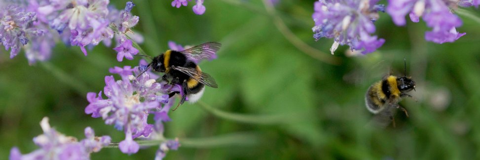 Pollinera Sverige banner