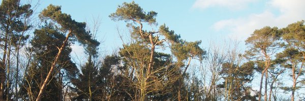 freyarubel Profile Banner