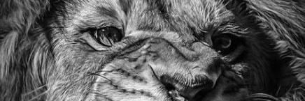 king_tizzy's profile banner image