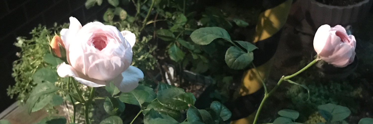 nae0708's profile banner image