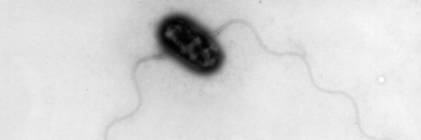 MICROBIOLOGYUCL Profile Banner