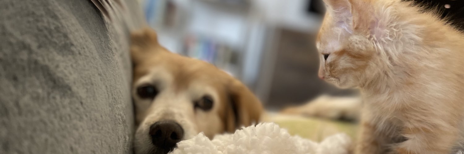 Franterest26's profile banner image
