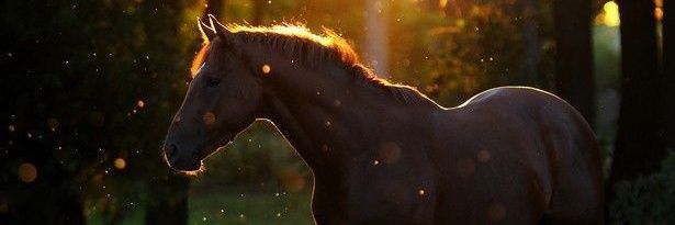 brianborona's profile banner image